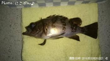 ¤Á¤Ó¥á¥Ð¥ë