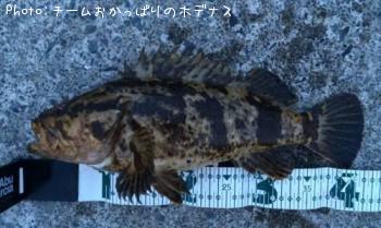 ¥¿¥±¥Î¥³¥á¥Ð¥ë