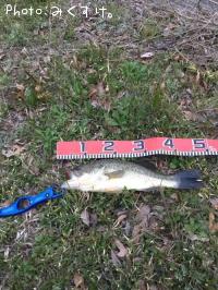 �֥�å��Х�