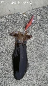 水烏賊
