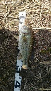 ¥Ö¥é¥Ã¥¯¥Ð¥¹