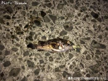 ��������