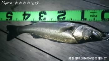 �����Х�����Х���ʥޥ�