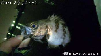 �����Х�����Х���ʥޥ�