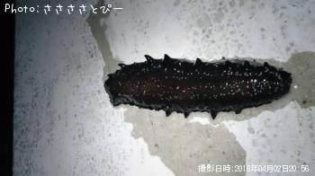 �����Х�����Х���ʥޥ�