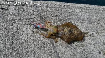 水烏賊