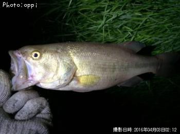 �֥�å��Х�