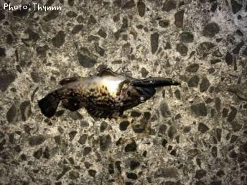 ���ӥ����ܥ���ƨ��