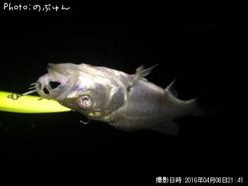 ¥·¡¼¥Ð¥¹
