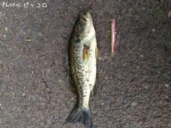 �֥�å��Х�