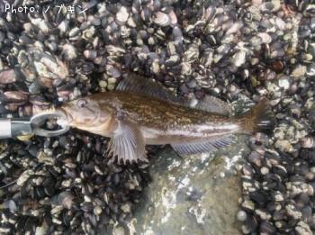 �����ʥ�