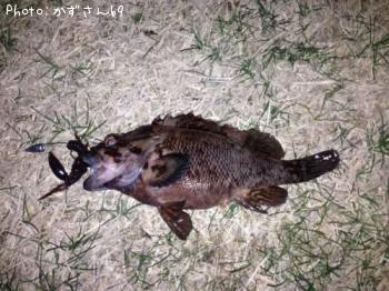 ��饽��