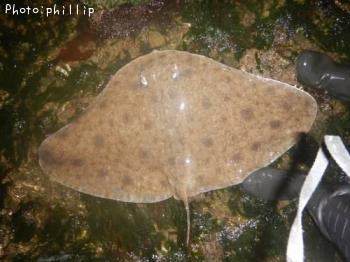 ¥Ä¥Ð¥¯¥í¥¨¥¤