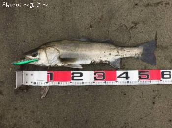 �����ե����Х�