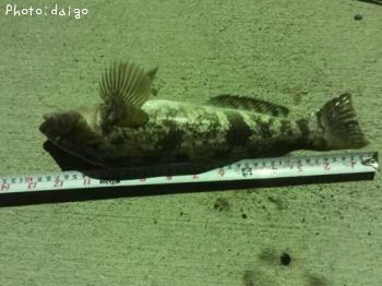 �����ʥ�