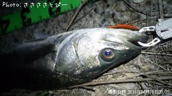 �����Х����ե�å�