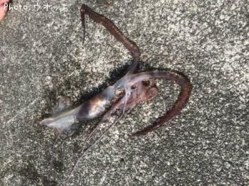 �楦�쥤����