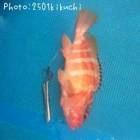 �����ϥ�