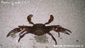 ¥¢¥¸¡õ¥«¥Ë