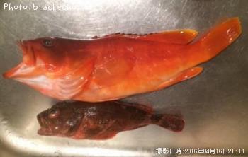 �����ϥ�