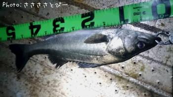 �����Х�����Х�