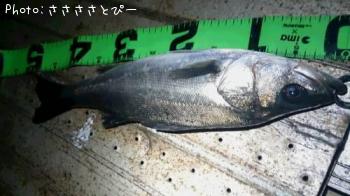 �����Х�����Х�