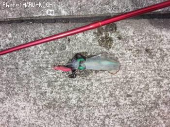 ¥¢¥ª¥ê¥¤¥«