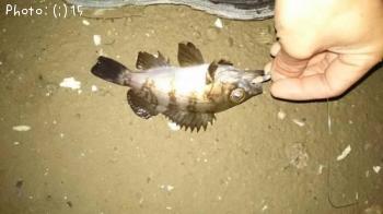 ��������Х�