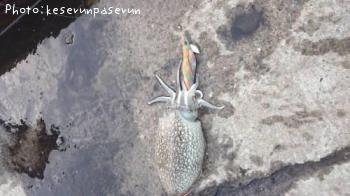 ����䥱����