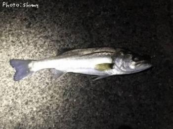 �����Ф�