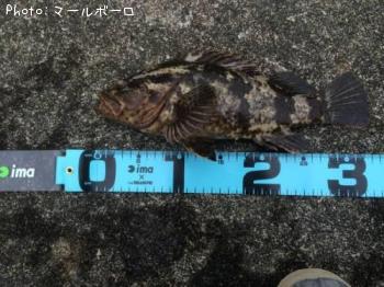 �٥å�������