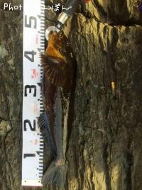 �����ʥ�