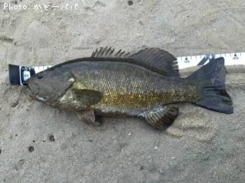 �֥�å��Х�