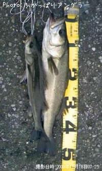 �����Х�