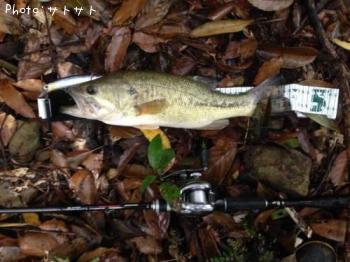 ¥Ö¥é¥Ã¥¯¥Ð¥¹