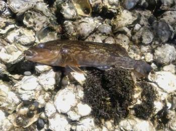 �����ʥ�