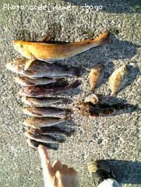 �����ʥ�