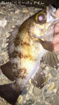 メバルんるん♪