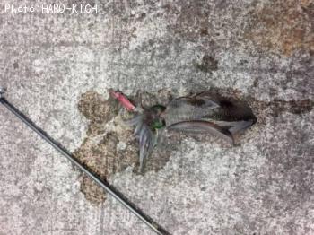 �����ꥤ��