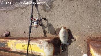 ����䥱����