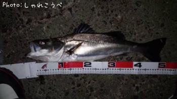 �����Х�