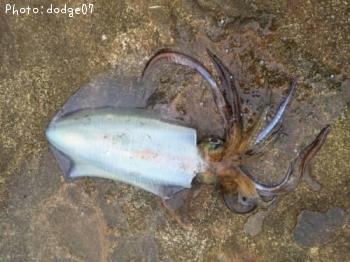 �����ꥤ��