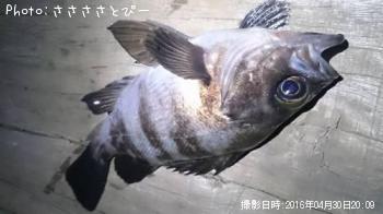 ¥·¡¼¥Ð¥¹¡õ¥á¥Ð¥ë