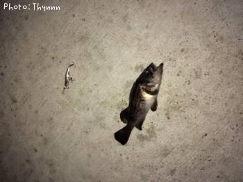 ���ӥ����ܥ���ƨ��