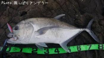 ¥í¥¦¥Ë¥ó¥¢¥¸