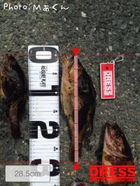 ¤¿¤±¤Î¤³¥á¥Ð¥ë