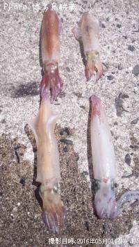 ¥±¥ó¥µ¥¥¤¥«