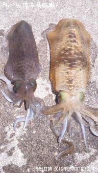 �����ꥤ��