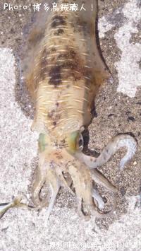 �����ꥤ��