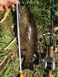 ���⡼��ޥ����Х�